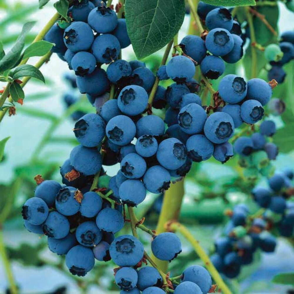 Afin Vaccinium myrtillus cu fructe