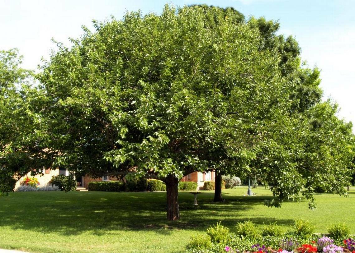 Dud Morus alba