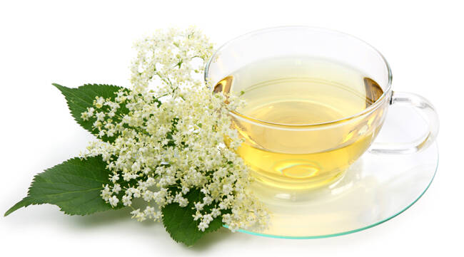 ceai de floare de soc medicamente pentru tratamentul infecțiilor helmintice