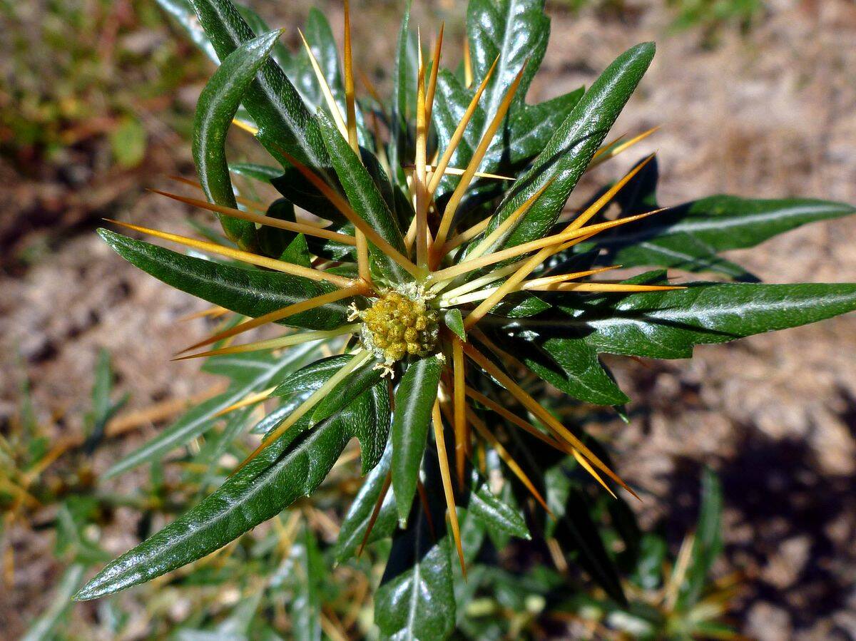 Xanthium spinosum planta de ghimpe