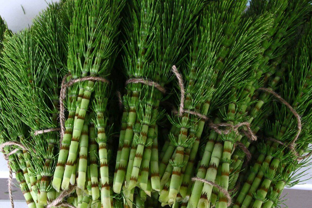 Coada-calului Equisetum arvense